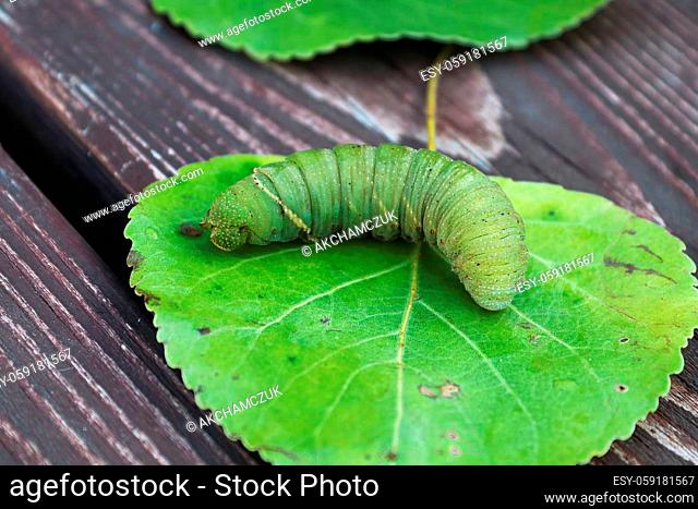 Macro of a poplar moth caterpillar on a leaf
