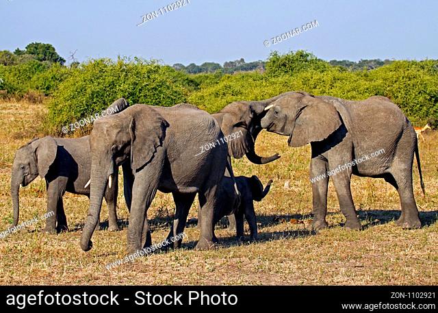 Afrikanische Elefanten (Loxodonta africana) mit Nachwuchs im Chobe Nationalpark, Botswana