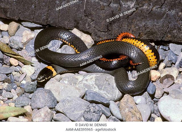 Mexican Ringneck Snake (Diadophis punctatus dugesi), Mexico