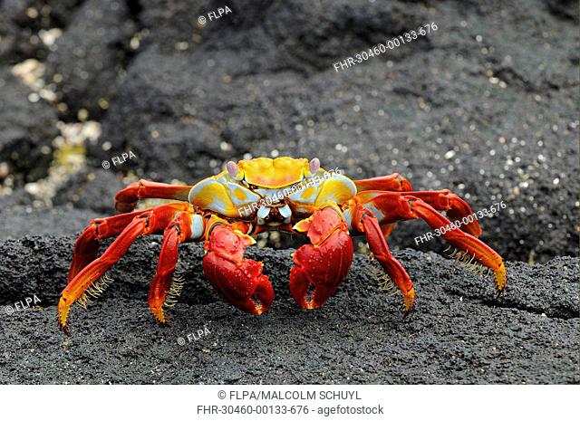 Sally Lightfoot Crab Grapsus grapsus adult, standing on black lava rock, Galapagos Islands