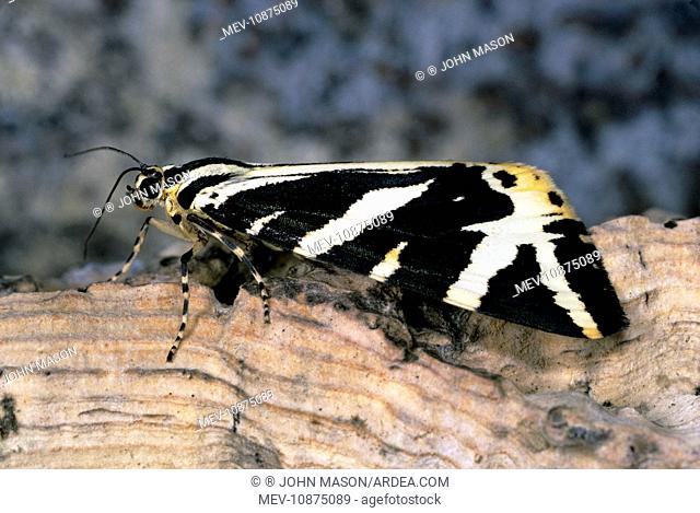 Jersey Tiger Moth (Euplagia quadripunctaria)