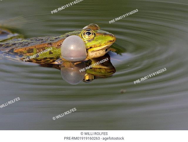 Common green frog (Pelophylax perezi) in Bustarviejo, Madrid, Spain, Stock  Photo, Picture And Rights Managed Image. Pic. S94-2568741 | agefotostock
