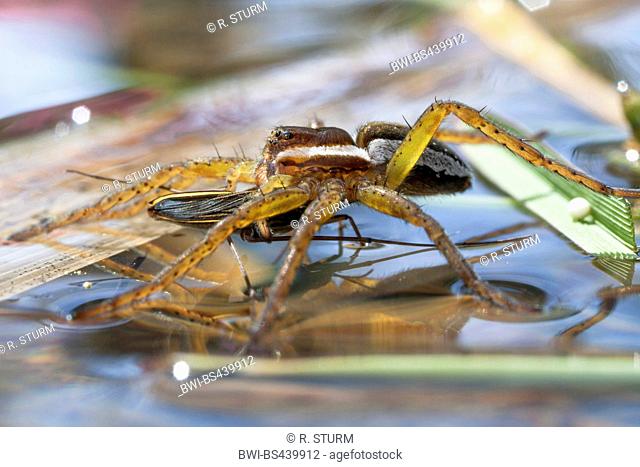 fimbriate fishing spider (Dolomedes fimbriatus), has caught a pond skater, Germany, Bavaria, Niederbayern, Lower Bavaria