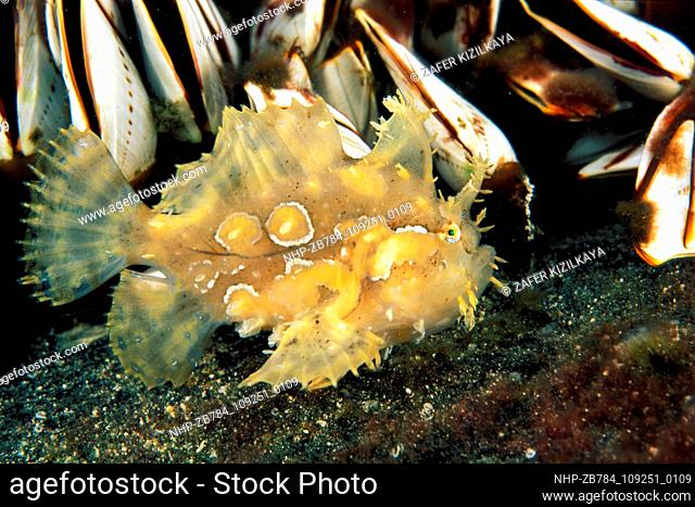 Sargassum frogfish, Histrio histrio. Sulawesi Indonesia.  Date: 24/02/2005  Ref: ZB784-109251-0109  COMPULSORY CREDIT: Oceans Image/Photoshot