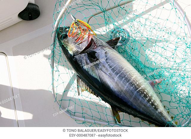 Blue fin tuna Mediterranean big game fishing and release