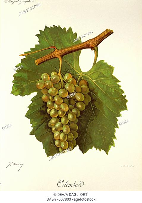 Pierre Viala (1859-1936), Victor Vermorel (1848-1927), Traite General de Viticulture. Ampelographie, 1901-1910. Tome II, plate: Colombard grape