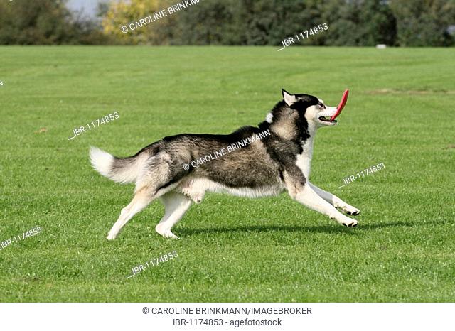 Siberian Husky running over a meadow with a Frisbee disc in its mouth