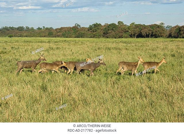 Barasingha Deers, Kaziranga national park, Assam, India, Cervus duvaucelii, side