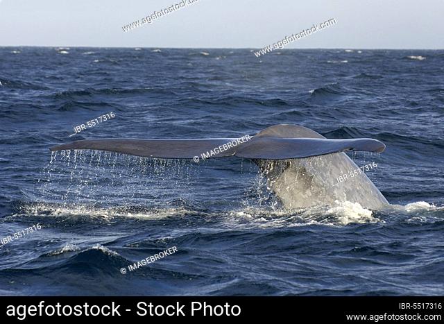 Blue whale (Balaenoptera musculus) adult, tail fin raised, preparing to dive, Sea of Cortez, Mexico, Central America