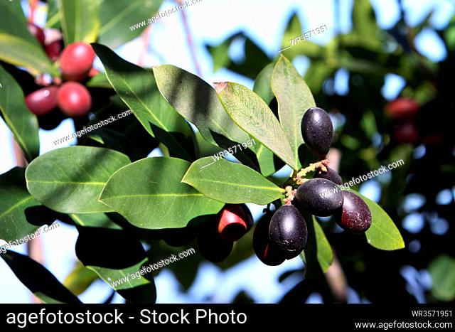 schwarze Oliven am Olivenbaum, Teneriffa, Spanien