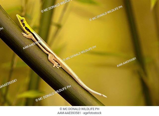 Neon Day Gecko (Phelsuma klemmeri) Madagascar, captive or controlled situation, PA USA
