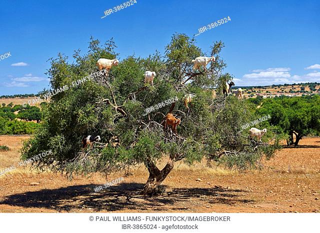 Goats feeding on Argan nuts in an Argan tree, near Essouira, Morocco