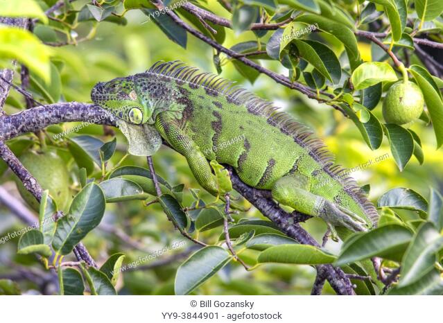 Green iguana (Iguana iguana) - Wakodahatchee Wetlands, Delray Beach, Florida, USA
