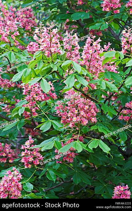 Red horse-chestnut, Aesculus x carnea, Pink coloured flowers growing outdoor