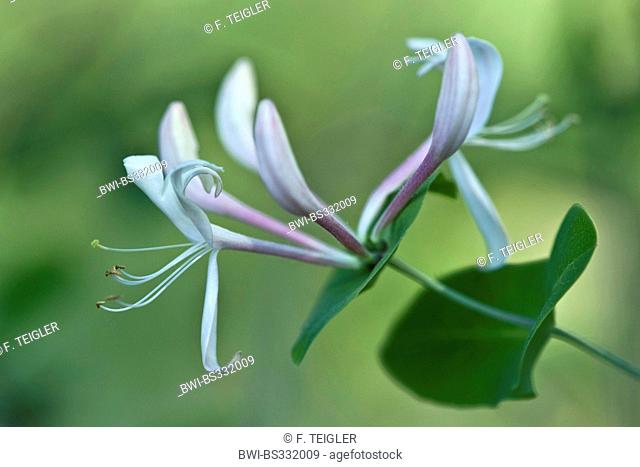 Italian honeysuckle, Italian woodbine, perfoliate honeysuckle (Lonicera caprifolium), blooming twig