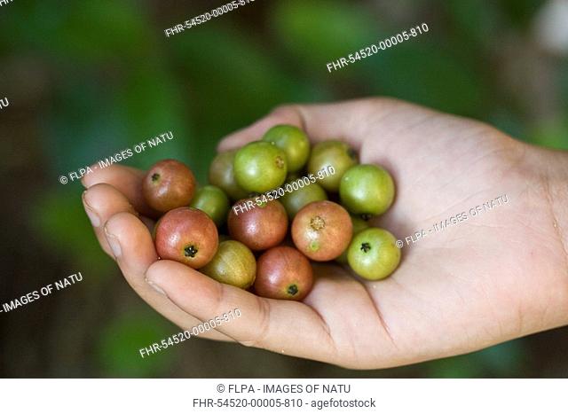 Jamaican Cherry Muntingia calabura ripe and unripe fruit, held in hand, Palawan, Philippines