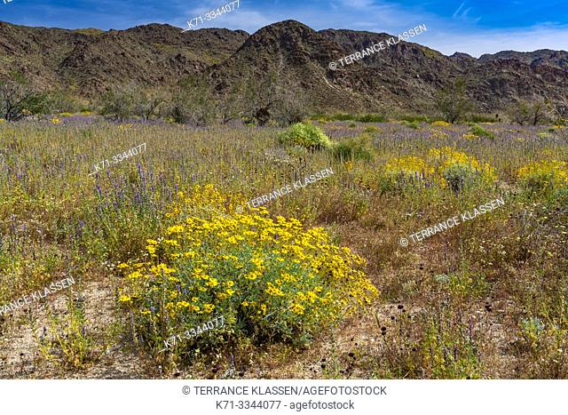 Spring wildflowers blooming in Joshua Tree National Park, California, USA