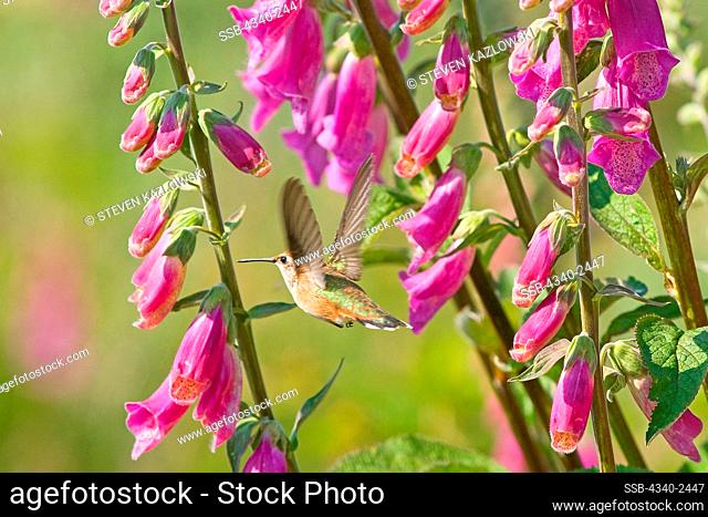 calliope hummingbird, Stellula calliope, adult female seeks the nectar within the brightly colored foxglove, Digitalis purpurea