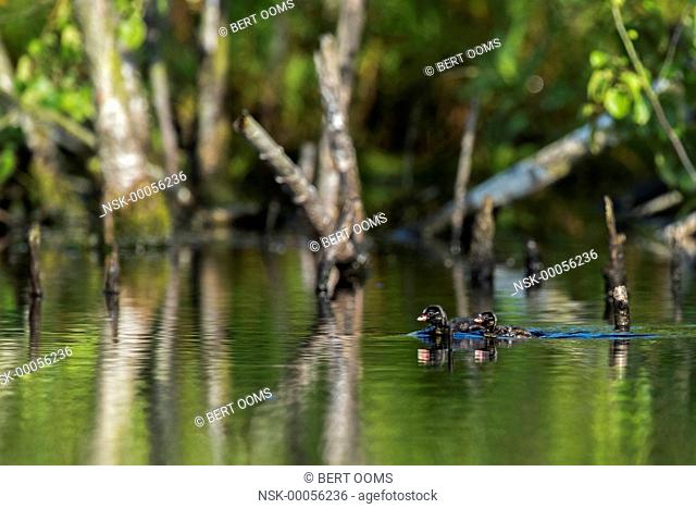 Two Little Grebe (Tachybaptus ruficollis) chicks swimming alone between dead trees in swamp, The Netherlands, Drenthe, Bargerveen National Park