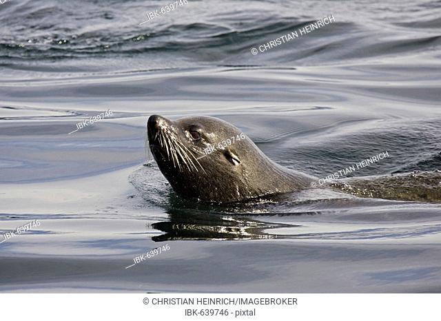 Swimming Southern Sea Lion (Otaria flavescens), Beagle-Channel, Tierra del Fuego, Argentina, South America
