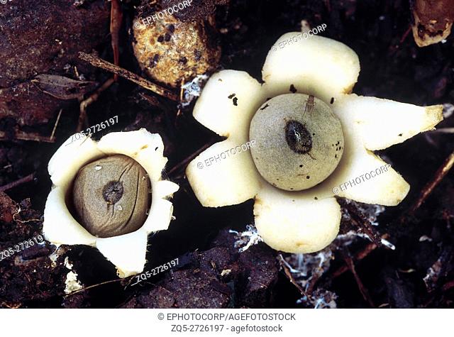 Earth Star. A fungus with a central globular structure filled with spores surrounded by flaps, which makes it resemble a star