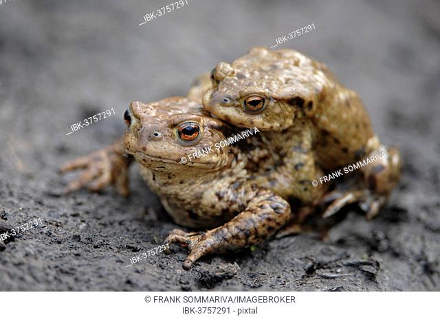 Common Toad or European Toad (Bufo bufo), amplexus, male and female during mating process, Thuringia, Germany