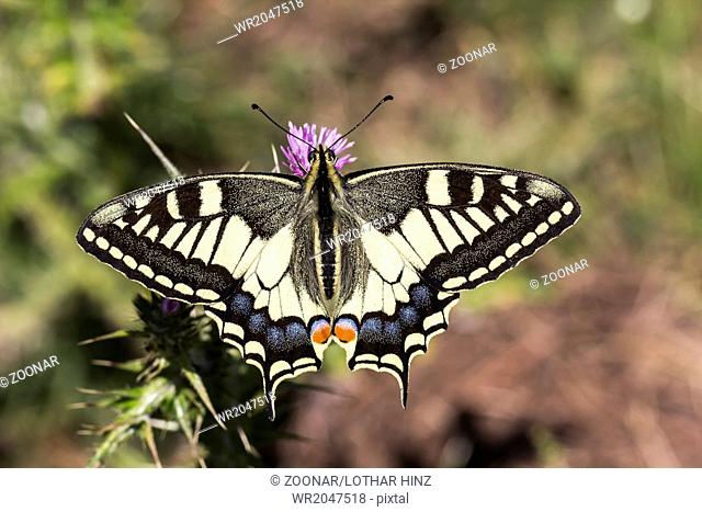 Papilio machaon, European Swallowtail from Italy
