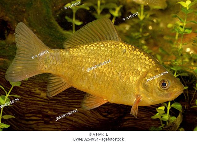 Crucian carp Carassius carassius, lateral view, Germany