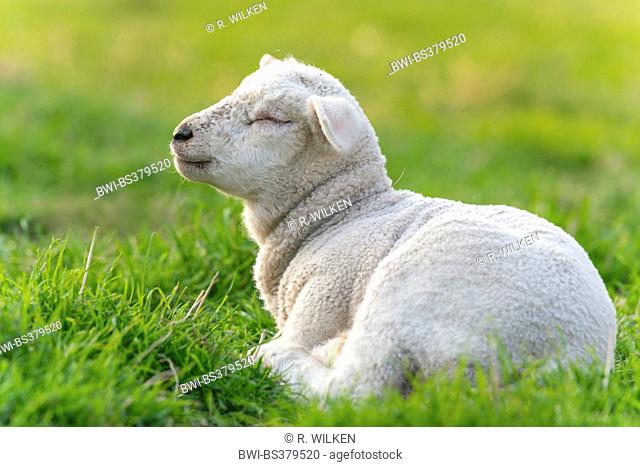 domestic sheep (Ovis ammon f. aries), lamb resting in a meadow, Germany, North Rhine-Westphalia