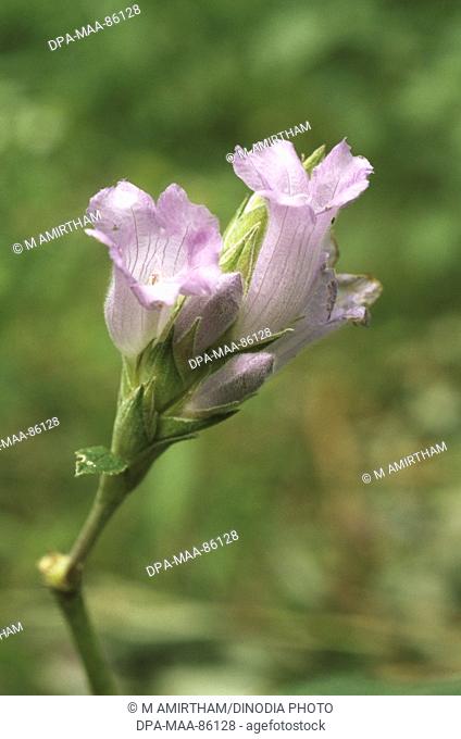 Phlebophyllum kunthianus nees strobilanthes kunthianus nees kurinji flower , nilgiri flowering once in twelve year