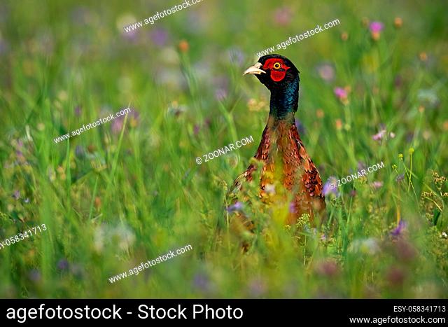 Common pheasant, phasianus colchicus, standing on meadow in summertime. Colorful gamebird looking on field with blurred background