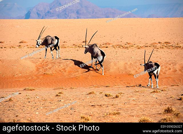 Oryxes in the Namib Naukluft National Park, Namibia