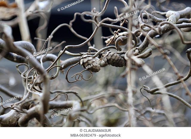 Ornamental shrub, branches, cone