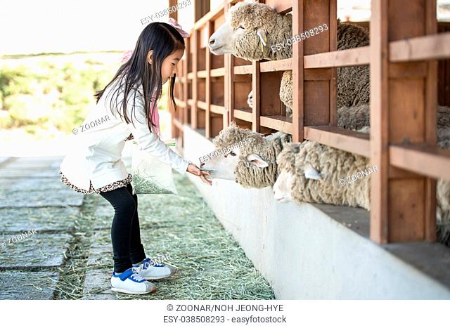 Happy girl feeding sheep ranch in South Korea