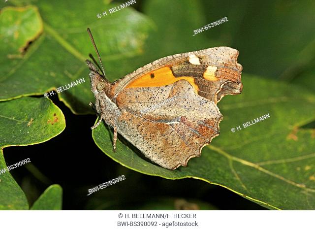 European Beak, Nettle-tree Butterfly, Nettle tree butterfly (Libythea celtis), on a leaf