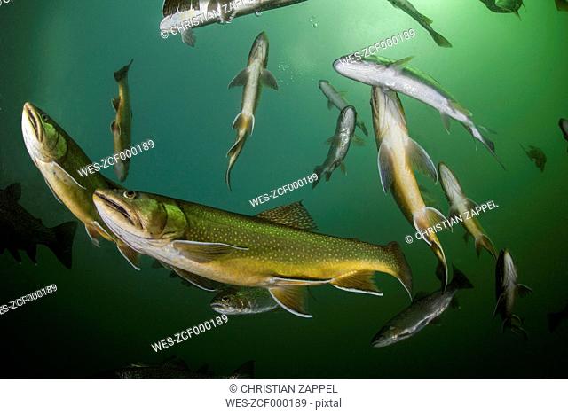 Austria, Styria, Grueblsee, brook trouts and rainbow trouts