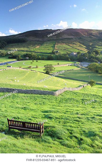 View of bench, drystone walls and sheep grazing in pasture of valley, Burnsall, Wharfedale, Yorkshire Dales N P , North Yorkshire, England, august