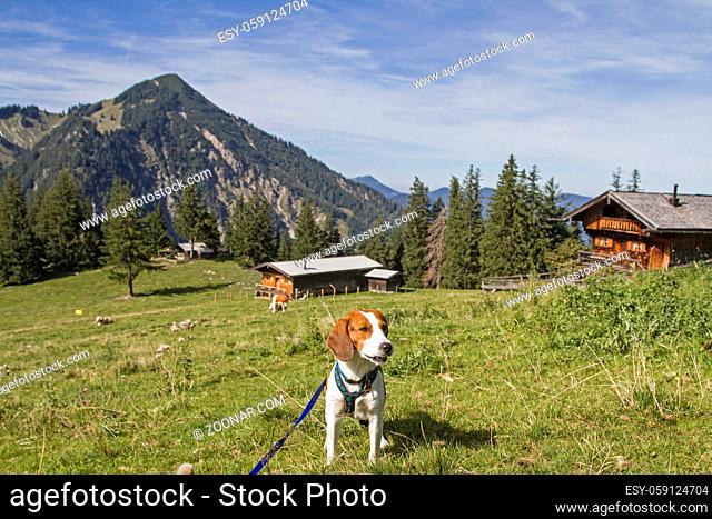 Beagle bei einer Bergwanderung auf die Bodenschneid in den Tegernseer Alpen