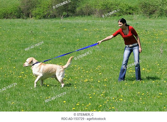 Woman with Labrador Retriever male pulling on leash