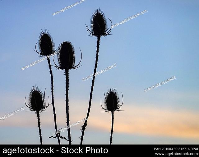 02 October 2020, Brandenburg, Sieversdorf: In the backlight of the sunset the withered inflorescences of a wild card can be seen