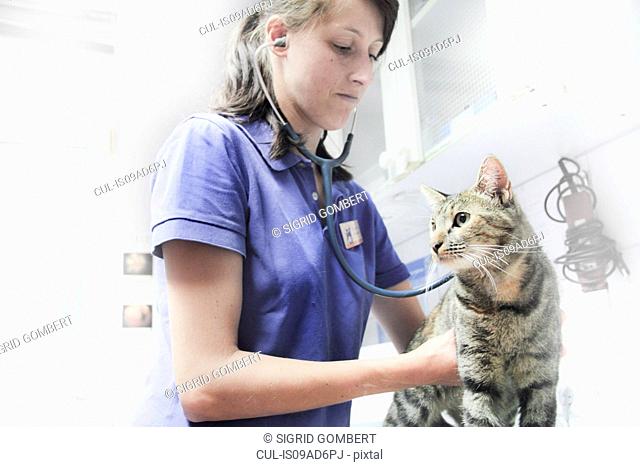 Vet using stethoscope on cat
