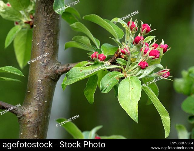 Apple tree branch with buds in sprin time. Spring Orchard