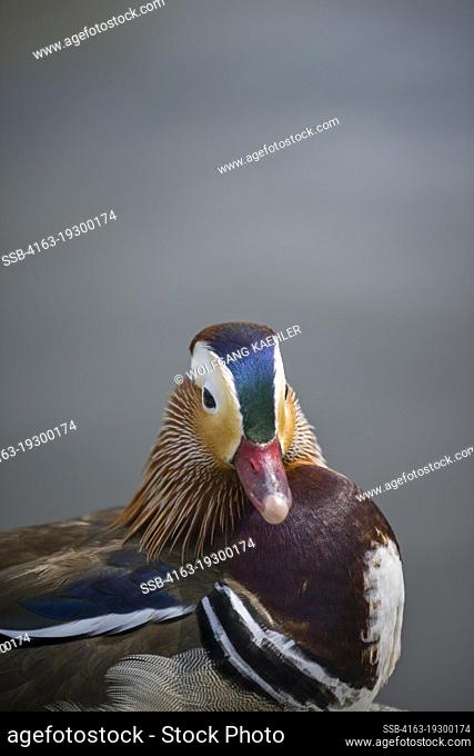 Close-up of an adult male mandarin duck (Aix galericulata) at Marina Park in Kirkland, Washington State, United States