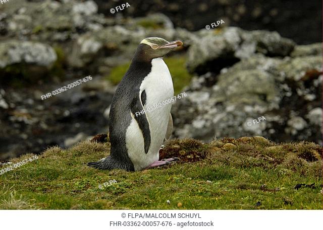 Yellow Eyed Penguin Megadyptes antipodes Standing beside rocks - Enderby Island, New Zealand