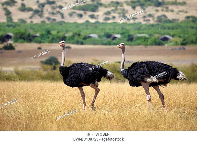 massai ostrich, masai ostrich, North African ostrich (Struthio camelus massaicus), two ostriches walking together on high grass, Kenya, Masai Mara National Park