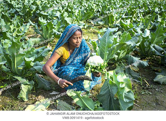 A farmer truncating Cauliflower leafs at Manikgonj, Bangladesh