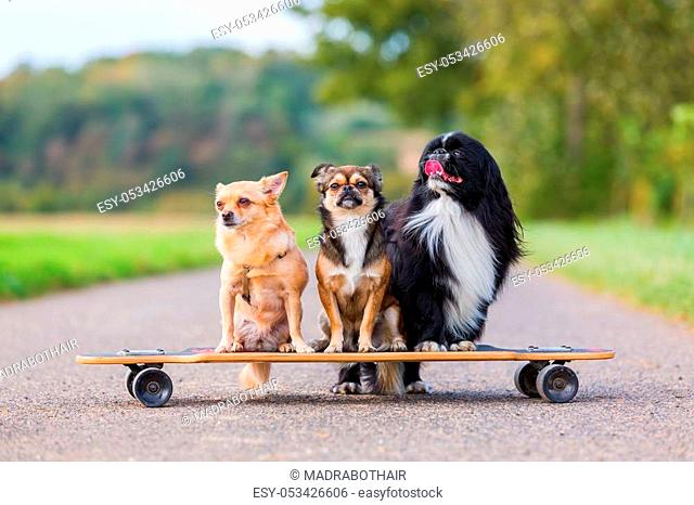 picture of three cute little dogs who are sitting on a skateboard