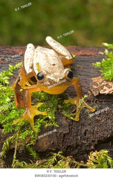 Fornasini's Spiny Reed Frog (Afrixalus fornasini), on mossy bark