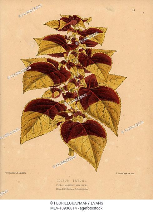 Tryon's coleus, Coleus Tryoni with golden and crimson foliage. . Handcolored botanical drawn and lithographed by W.G. Smith from H.H