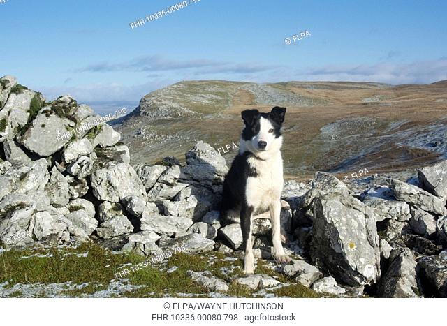 Domestic Dog, Border Collie, working sheepdog, adult, sitting amongst rocks on limestone moorland, Cumbria, England, January
